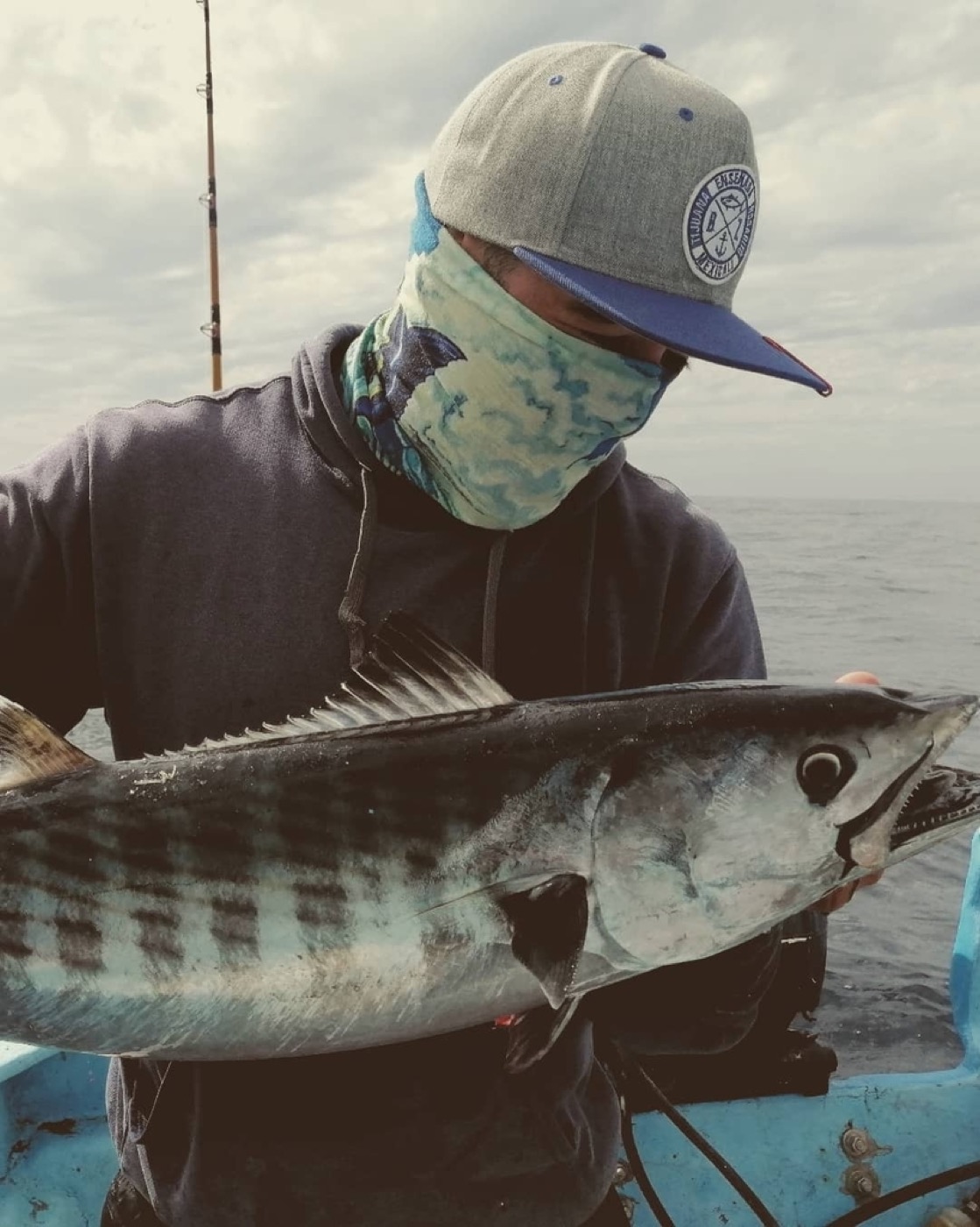 Pacific Bonito