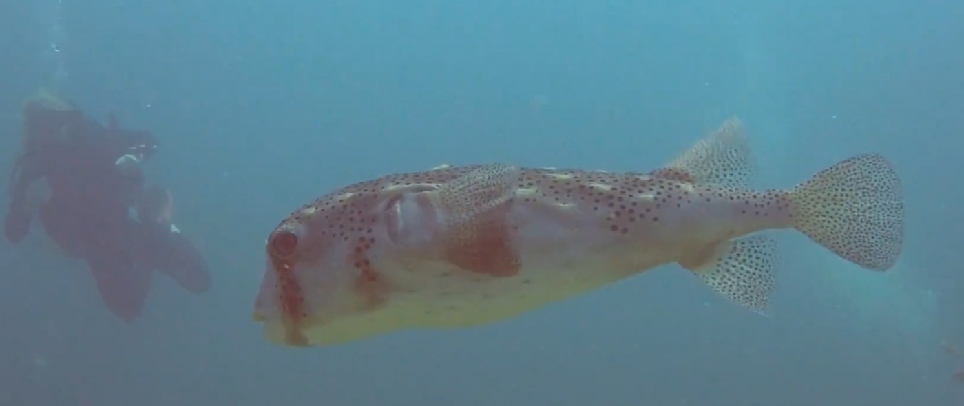 Pacific Burrfish