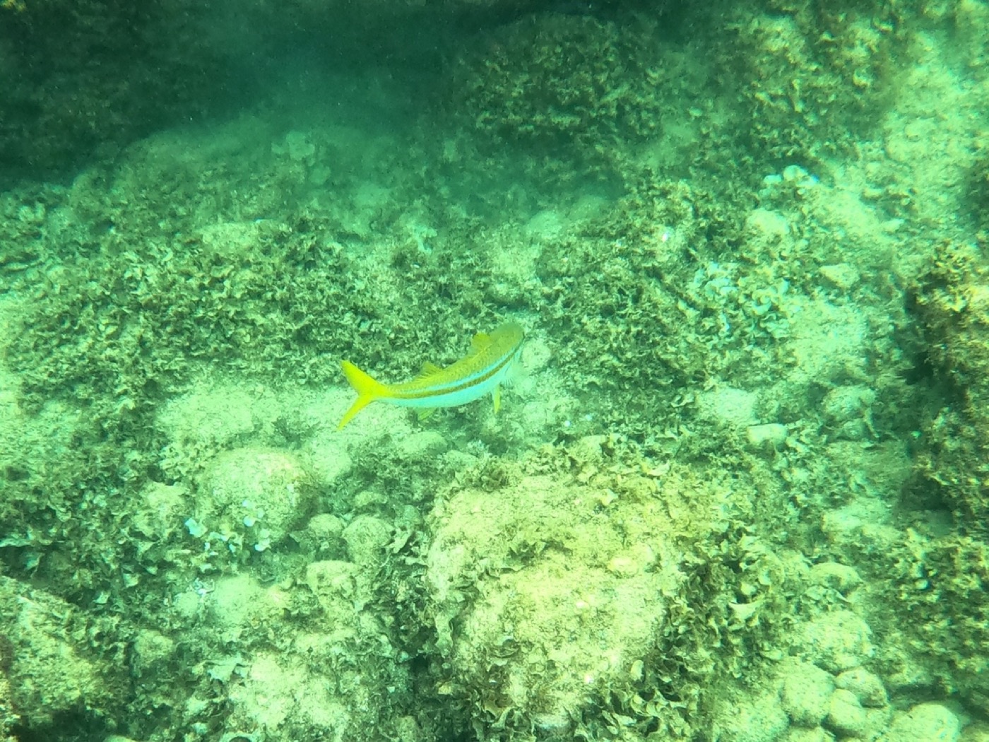 Mexican Goatfish