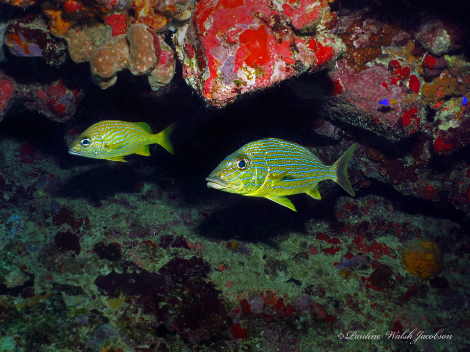 Bluestriped grunt