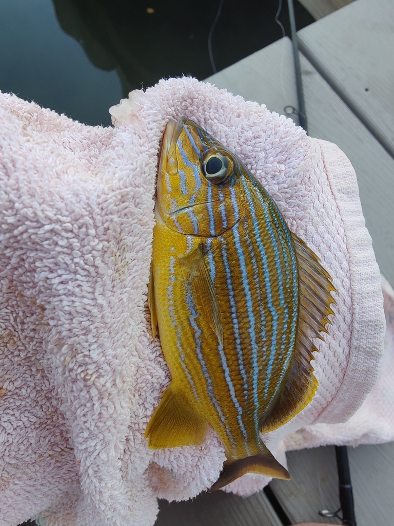 Bluestriped grunt