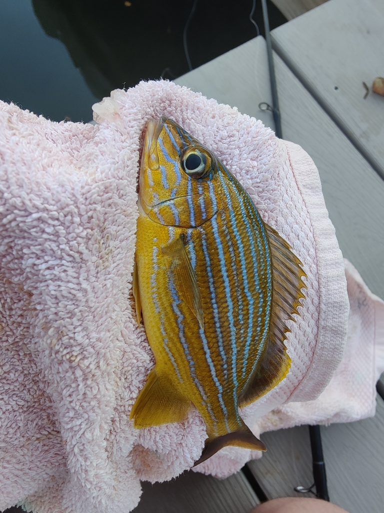 Bluestriped grunt