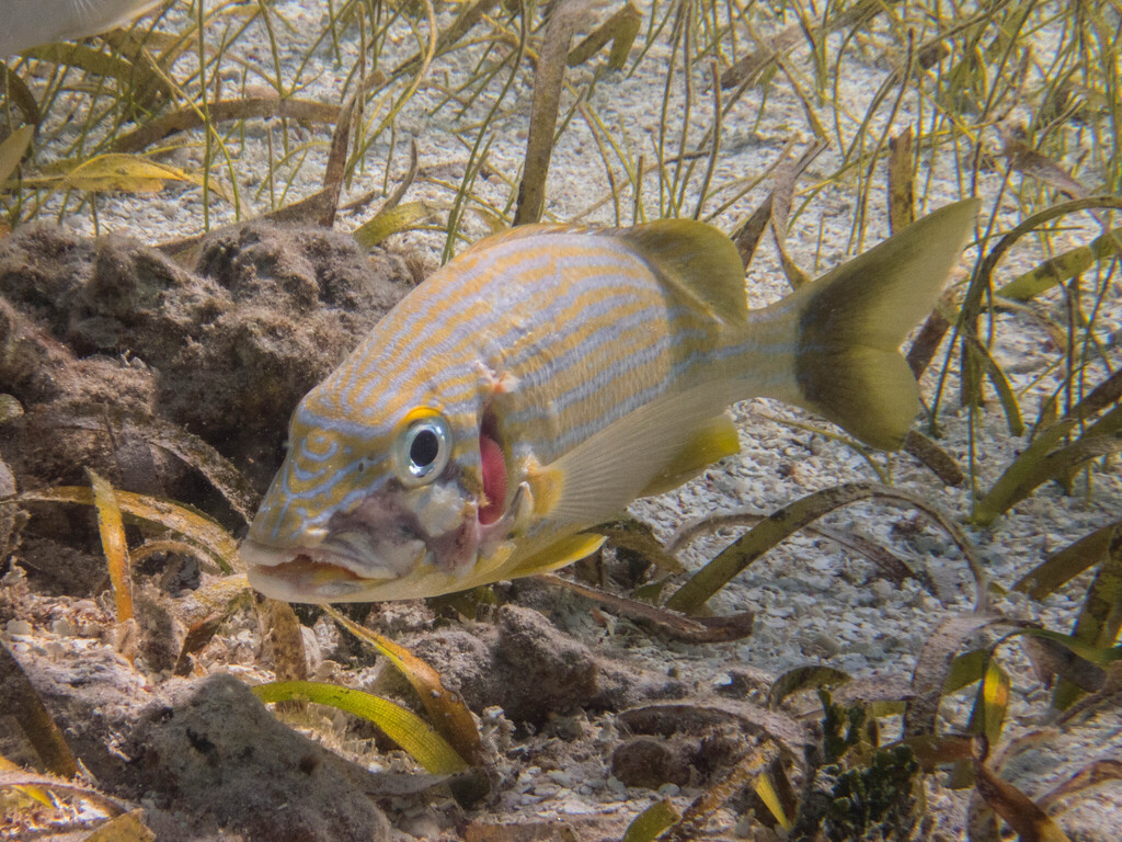 Bluestriped grunt