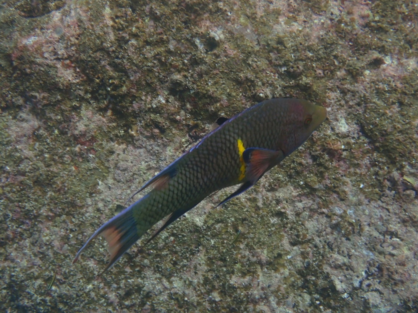 Mexican Hogfish