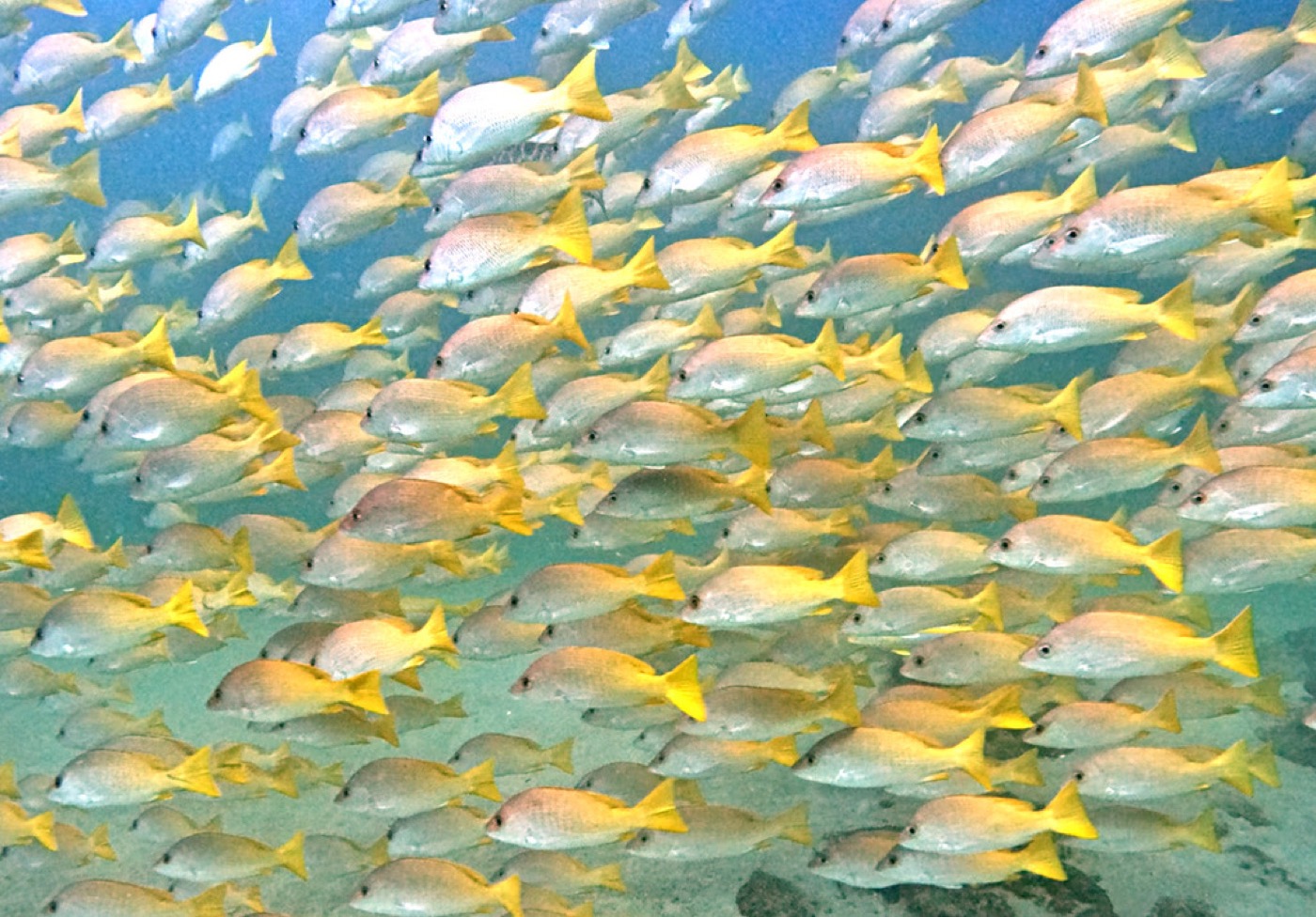 Pargo Amarillo / Yellow Snapper
