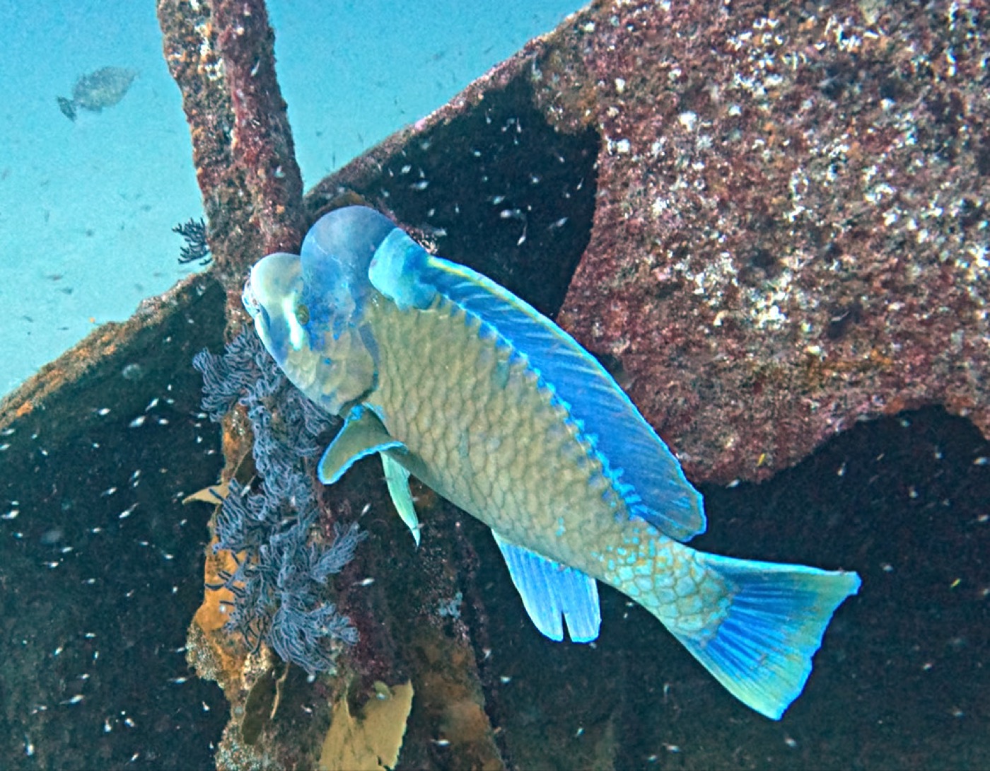 Bumphead Parrotfish