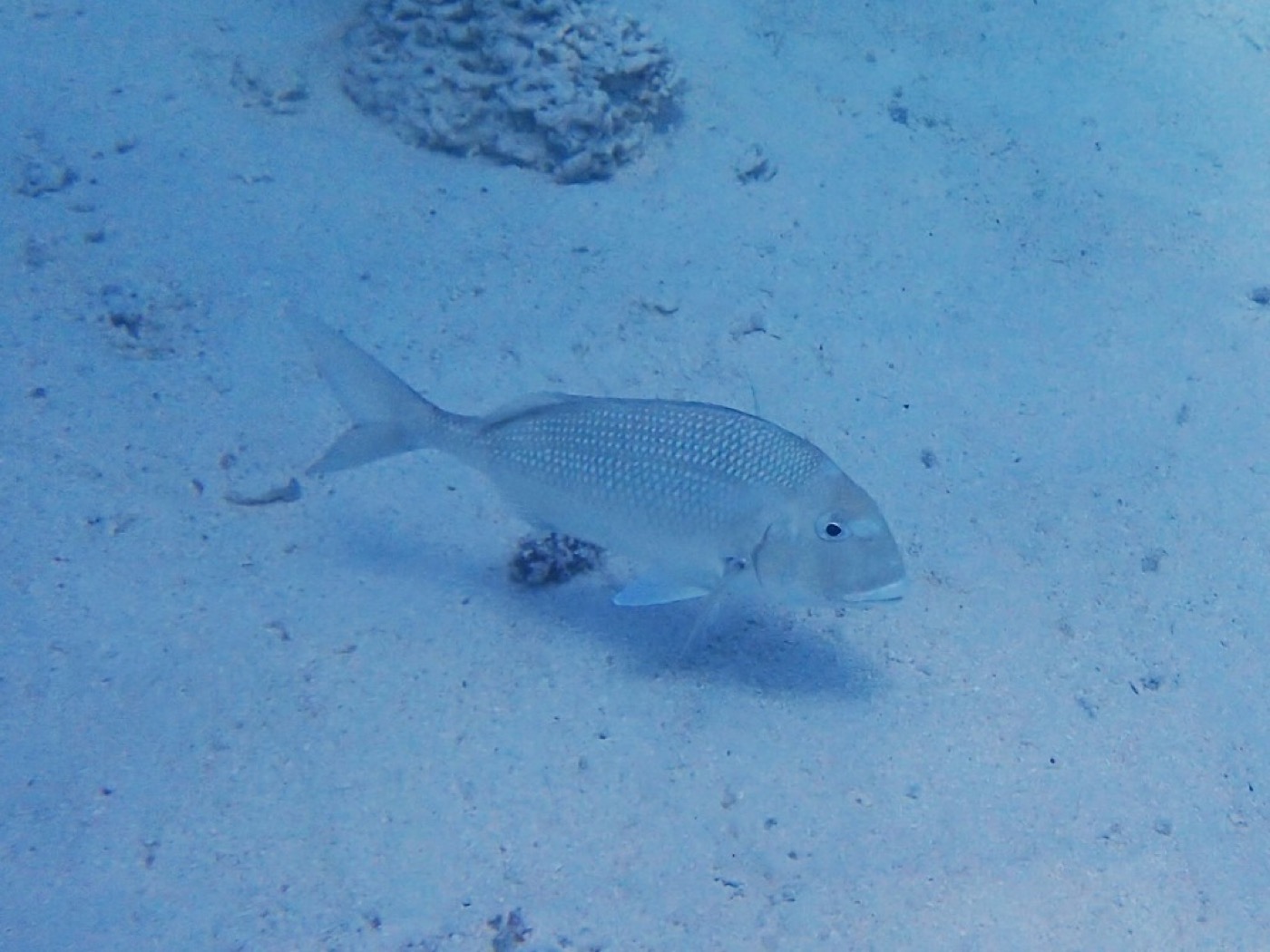 Pacific Porgy