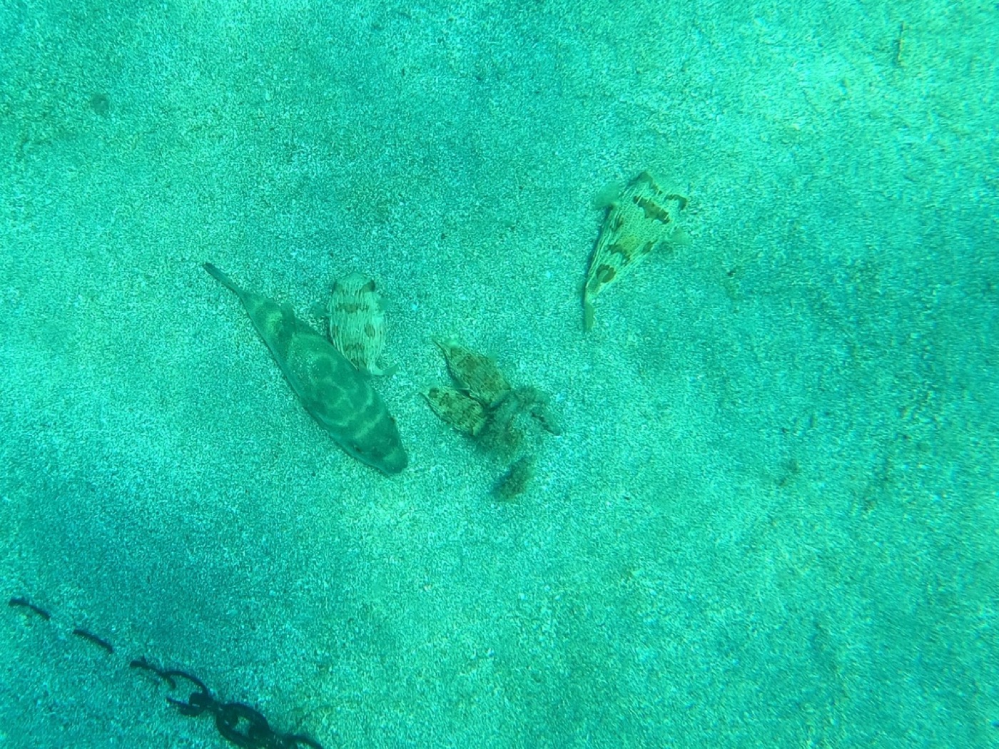 Bullseye Pufferfish