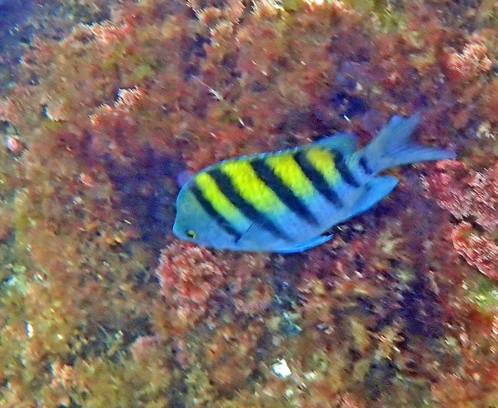 Panamic Sergeant Major