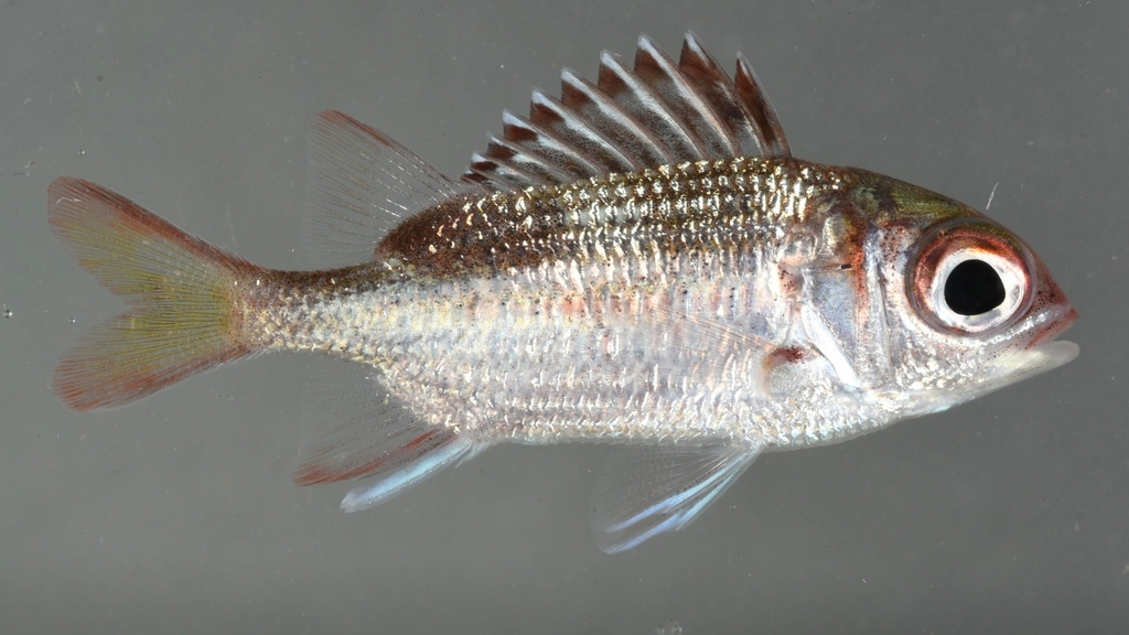 Tinsel Squirrelfish / Panamic Squirrelfish