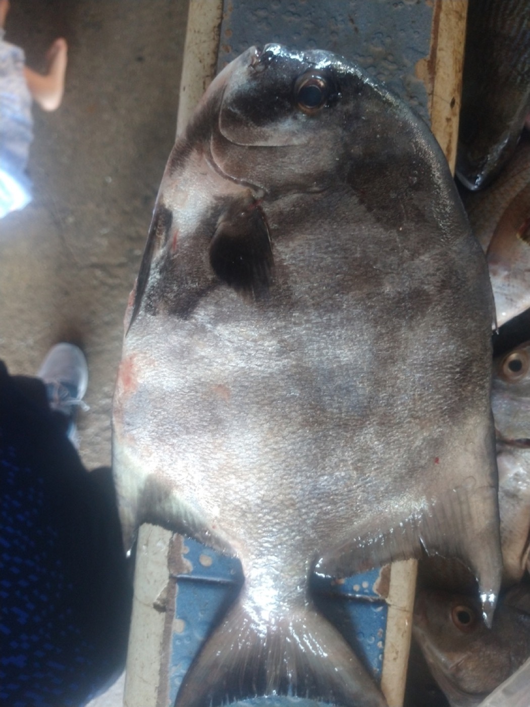 Pacific Spadefish
