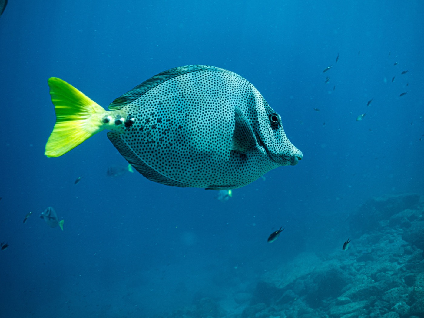 Yellowtail Surgeonfish