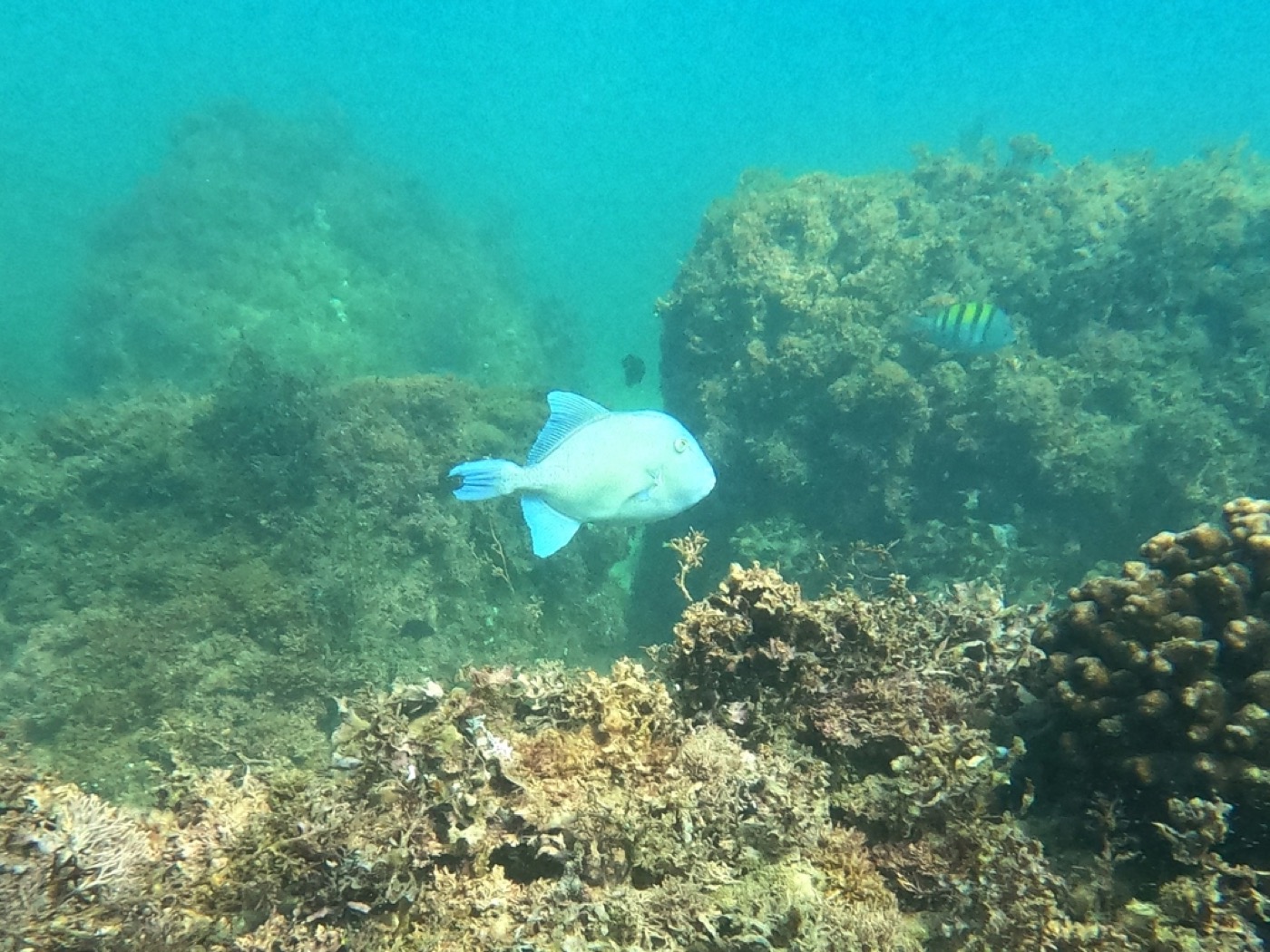Triggerfish over structure