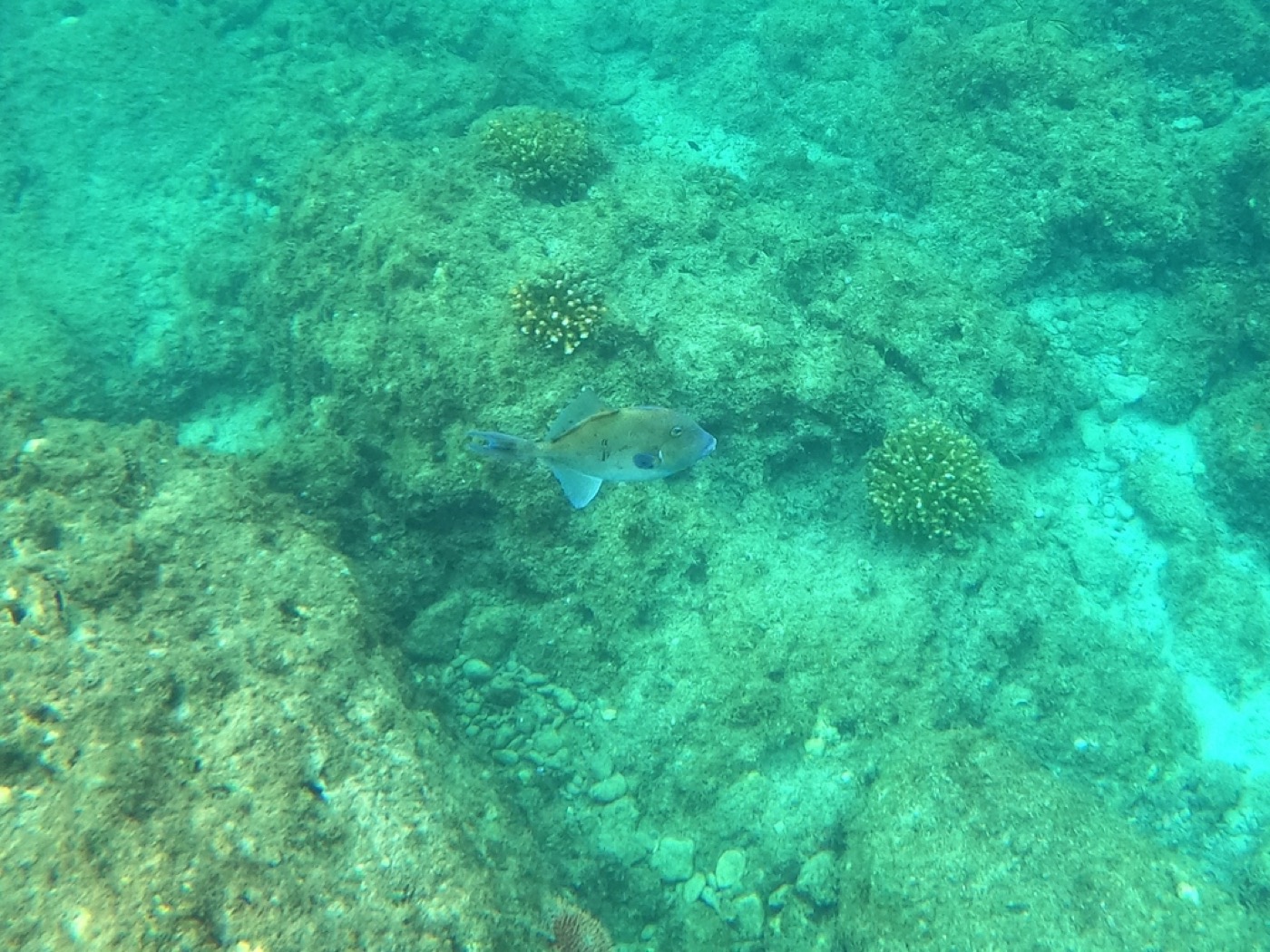 Triggerfish profile
