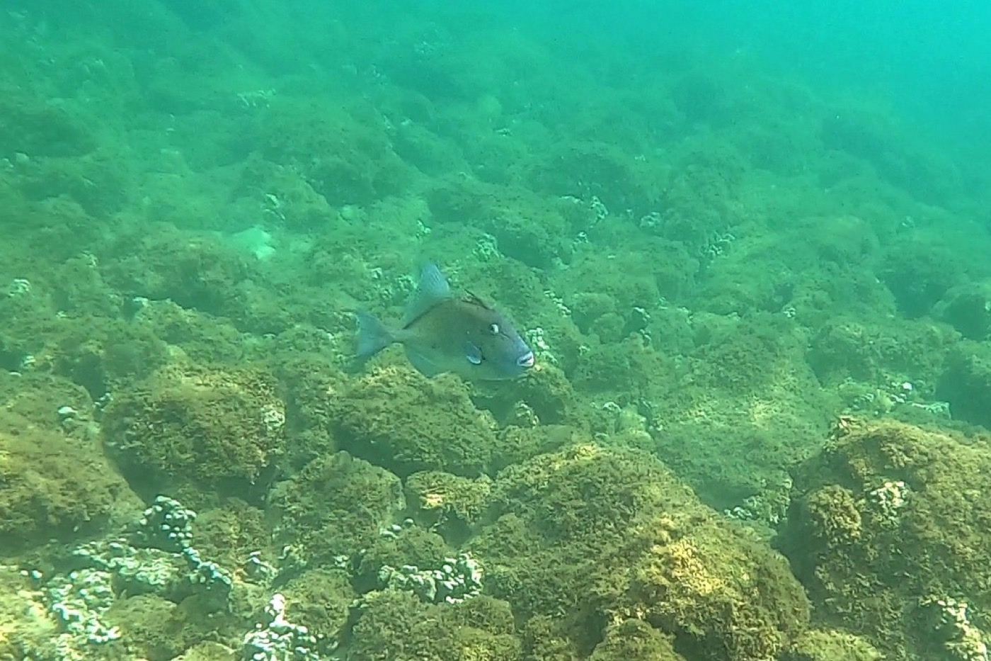 Triggerfish with raised dorsal