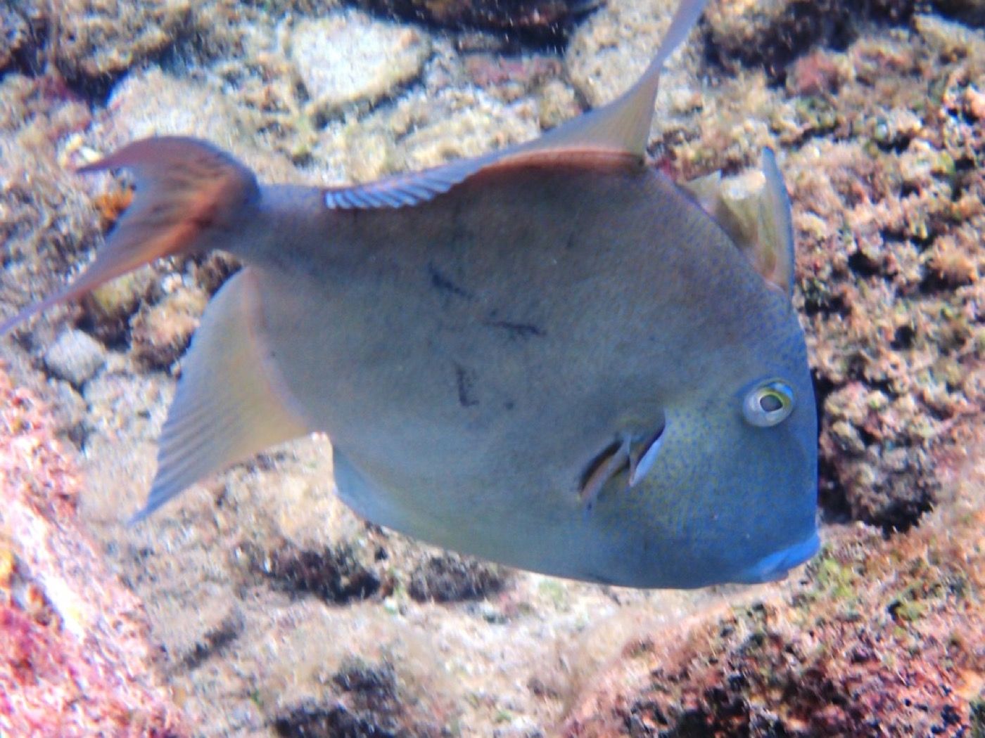 Triggerfish reference