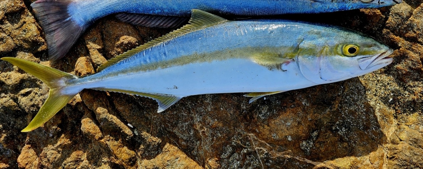 Yellowtail Jack